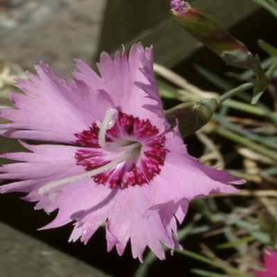 dianthus clove pink stongly scented plant